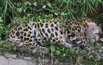 राजमार्गको नालीमा मृत चितुवा
